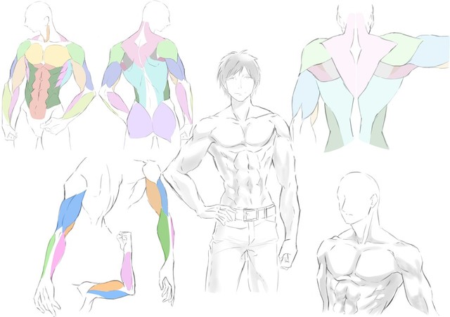 上半身の筋肉の描き方