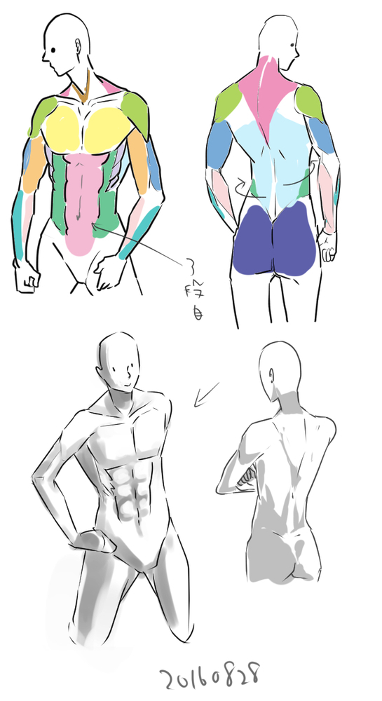 上半身の筋肉の描き方