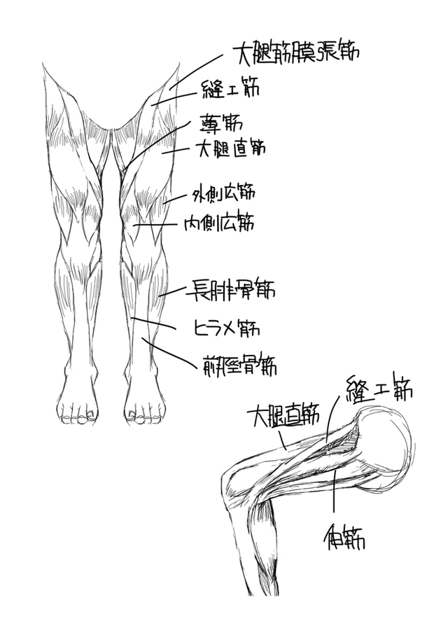 下半身の筋肉