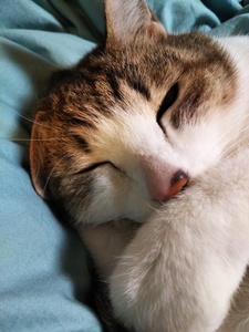 にゃんのすけ