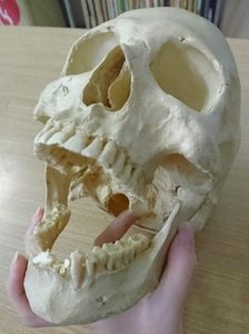 はむし