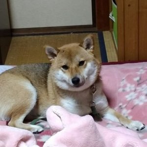 小神野