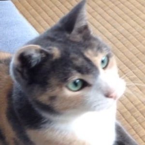 ラスター