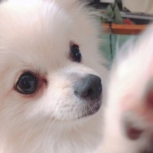 ネモ君
