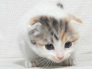 猫がスキだけど兎もスキ